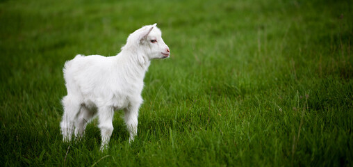 Obraz premium Goat kid on the green grass