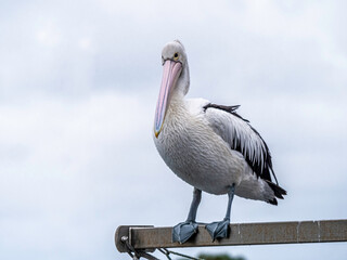 Fat Pelican