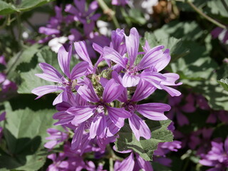 Obraz premium Large purple common mallow flowers bloom naturally on a sunny spring day. A fragrant weed plant decorates a flower bed in a city park