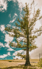 Tall pine tree in the sun of  Gorkhi Terelj National Park, Mongolia. July 2018.