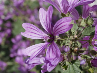 Large purple common mallow flowers bloom naturally on a sunny spring day. A fragrant weed plant decorates a flower bed in a city park
