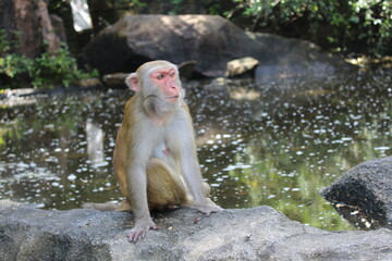 monkey in nature