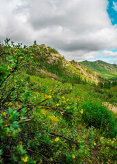 Fototapeta na wymiar Landscape view in Gorkhi Terelj National Park, Mongolia. July 2018.