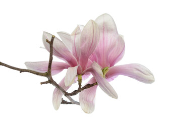 Obraz na płótnie Canvas Pink magnolia flower