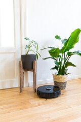 Vacuum cleaner robot is doing his work at home in front of two plants