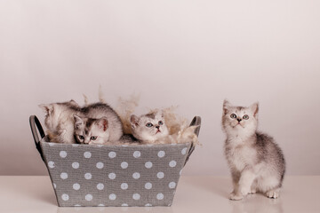 a group of cute gray kittens are sitting in a gray box with polka dots on a light background.