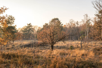 trees in the morning