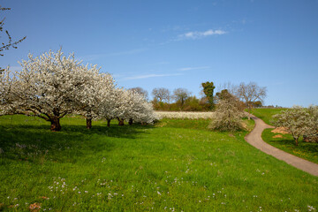 Obraz premium Kirschbaumblüte_9566