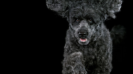 Black standard poodle jumps towards the camera