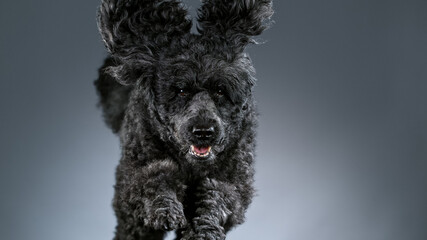 Black standard poodle jumps towards the camera