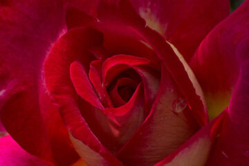 close up of pink rose flower