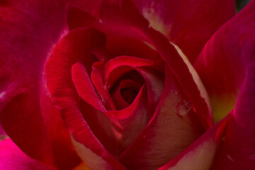 Fototapeta na wymiar close up of pink rose flower