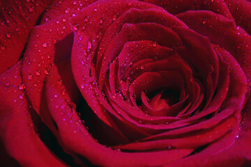 Rosa artística con rocío