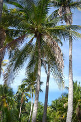 Palm trees against the blue sky. Rainforest landscapes