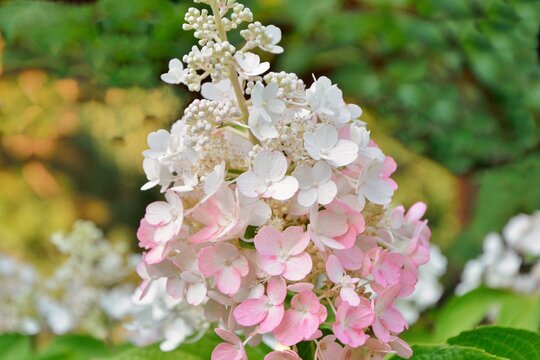  Inflorescence of hydrangea paniculata  Pinky Winky with delicate white and pink flowers in the garden in summer close-up.
