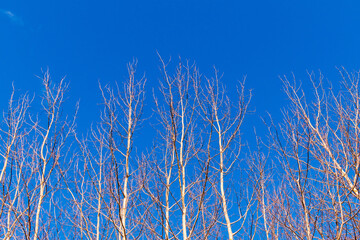 Tree tops on a sky background in spring.