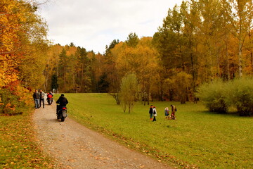 Fototapeta premium autumn trees