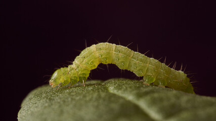 Fototapeta premium green caterpillar on green leaf and black background