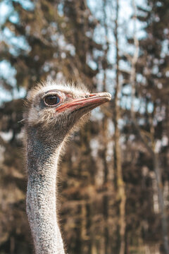 Ostrich head shot close-up on the background of the forest and sky
