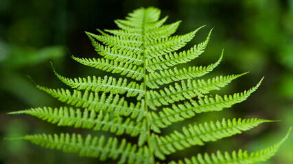 green fern leaves in the forest for background. Natural green fern leaves texture in the forest close up on a blurred background. foliage natural floral background of fern in sunlight. close-up