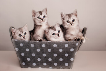 a group of cute gray kittens are sitting in a gray box with polka dots on a light background.