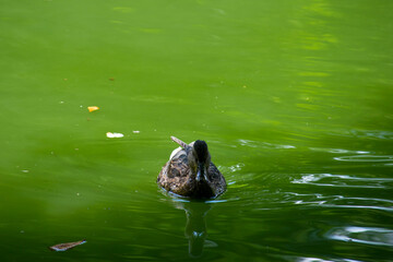 Anas platyrhynchos. duck in a pond. beautiful duck swims in the green water of a forest lake. natural background, close-up. wild bird in nature. female duck, spring body of water in the park