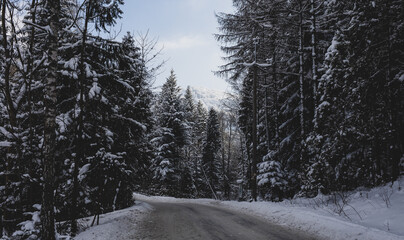 Brenna droga leśna w śniegu. Las sosnowy zimą © Magdalena