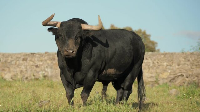 Six year old black spanish bull in a meadow in spring.