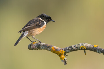 Saxicola Rubicola male, named Tarabilla in spanish perched on a branch