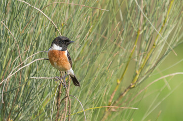 Saxicola Rubicola male, named Tarabilla in spanish perched on a branch