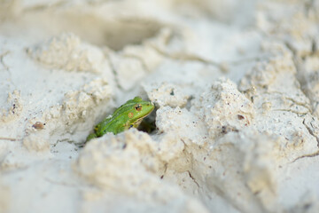 Common green frog sitting in white medical clay on springtime.
