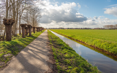 Fototapeta na wymiar Long row of freshly pruned pollard willows along a footpath and a ditch with a smooth and reflective water surface. It is a sunny day at the end of the Dutch winter season.