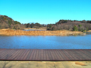 春の朝の池と木道のある21世紀の森と広場風景