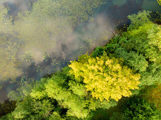 Fototapeta na wymiar Beautiful aerial forest scene in summer. Green trees and river on summer day. City park scenery in Vilnius, Lithuania.