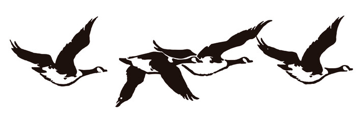 Flock of four Canada geese, branta canadensis flying in a row, after an antique engraving