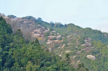 Fototapeta na wymiar 日本の春の風景。満開の山桜。