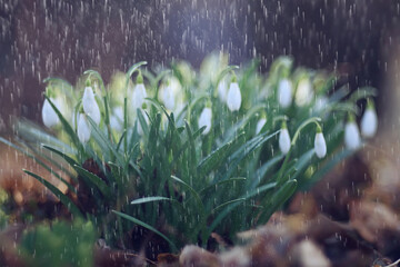 spring flowers snowdrops rain, background beautiful fresh wild flowers, water drops