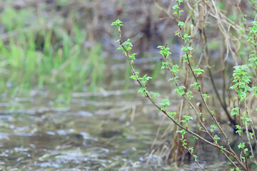 spring branches young leaves, abstract background seasonal march april, buds on branches nature