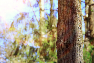 spring branches young leaves, abstract background seasonal march april, buds on branches nature