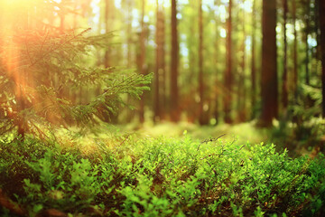 spring forest landscape, abstract fresh, seasonal nature view, green trees sun rays morning