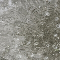 background puddle rain / circles and drops in a puddle, texture with bubbles in the water, autumn rain