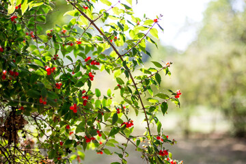 Red berries on a tree in the park.