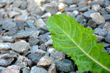 Dandelion leaf on gray gravel. A green leaf lies on the stones.
