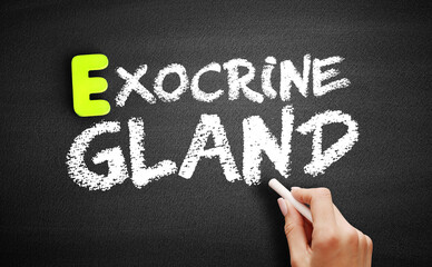 Exocrine gland text on blackboard, concept background