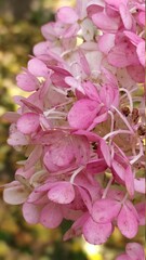 Hydrangea flowers. Beautiful pink petals close-up. Beautiful flowering shrubs for the garden. Vertical photo.