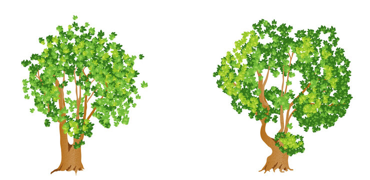 Two large, beautiful trees with many branches. Vector illustration isolated on white background.