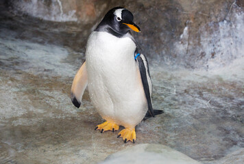 Gentoo penguin.
The main plumage is black. It is distinguished by a white spot near the eyes. He holds the world record for underwater swimming. 