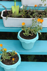 Pots and flowerpots with orange marigold flowers and gardening tools on a bright staircase. Garden spring transplant work.