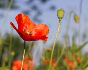 Obraz premium The red poppy flower produces a shallow depth of field and soft creamy background. Other names are Papaver rhoeas, common poppy, corn poppy, corn rose. This poppy is notable as an agricultural weed.