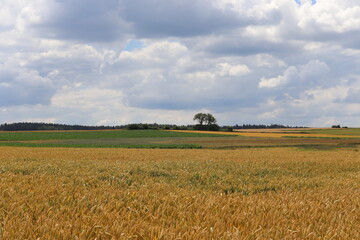 Fototapeta premium Bauernland Feld Getreidefeld Getreide Acker mit blauem Himmel